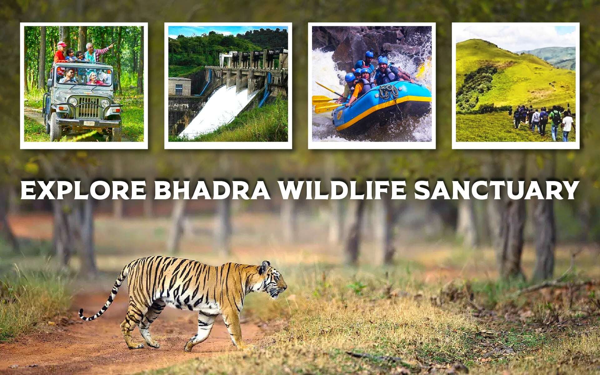 Explore Bhadra Wildlife Sanctuary: Chikmagalur's Gem